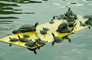警惕！红耳龟——全球入侵物种的隐形杀手