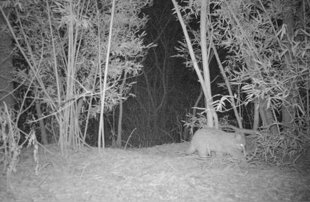 豹猫神秘下山，探寻背后的生态奥秘