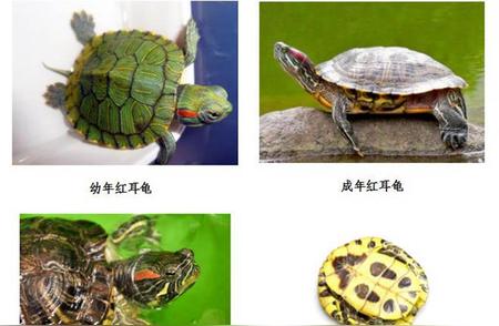 红耳龟：从宠物到误宠的转变之旅