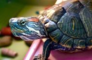 探索乌龟世界：十大最易养的乌龟推荐