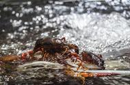 日本拟将小龙虾列为特定外来生物：生态影响与应对措施