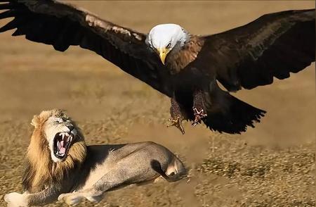 揭秘阿根廷巨鹰：翼展7米，为何如此强大却遭灭绝？