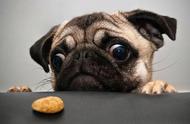 揭秘哈巴狗盯着食物的可爱表情