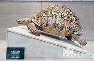 探索神秘世界：省博物馆“豹纹陆龟”特展揭秘