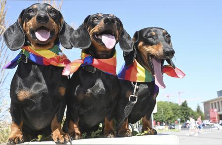 德国养犬争议：腊肠犬命运未卜