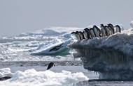 南极偏远群岛发现惊人阿德利企鹅帝国