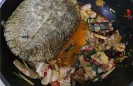 女子养了20年的宠物巴西龟失而复得，竟发现已被红烧煮熟，男子解释令人震惊！