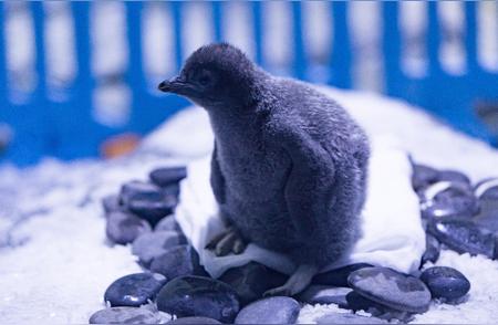 上海海昌海洋公园迎新年，首只阿德利企鹅宝宝破壳而出