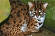 探索野生豹猫的神秘世界：真的如此罕见吗？