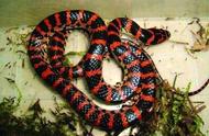 揭秘中国最常见的蛇类及其生态特征