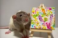 揭秘英国神奇宠物鼠：作画天赋震惊全球