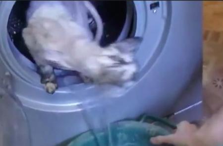 揭秘宠物貂洗衣机事件：责任归属何方？