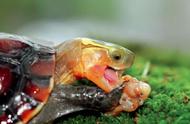探索黄缘龟的魅力：为什么它如此引人入胜