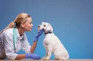 兽医日特惠：如何免费获取宠物医生服务？