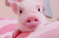荷兰猪表情包：萌化你的每一天