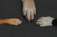 狗狗爪子护理全攻略：定期剪指甲与清洁肉垫的重要性