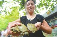 巴西龟：公园湖泊的“不速之客”与外来入侵物种的警示