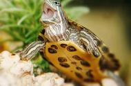 养龟新手必看：如何挑选一只优质乌龟？