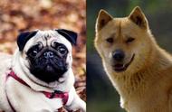 探究中国犬种：巴哥犬与中华田园犬的魅力对决