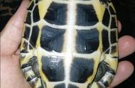 新手指南：如何准确辨别黄喉拟水龟的公母？