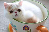 揭秘茶杯猫的基因缺陷：你真的了解它们吗？