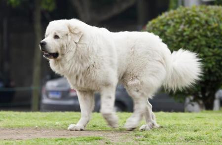 探究禁止饲养大型犬的法律责任与赔偿问题