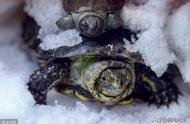冬季养龟攻略：应对供暖环境的特别策略