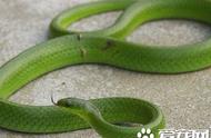 探索最小的宠物蛇：精选小型蛇类推荐