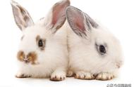养兔子全攻略：从新手到专家，一篇文章教会你如何照顾宠物兔子
