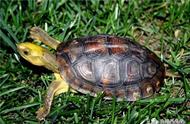 性价比之巅：闭壳龟的魅力你了解吗？