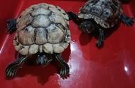 冬季巴西龟养殖全攻略：让你的宠物安全过冬