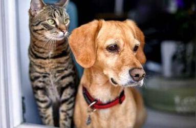 纽约新法案：宠物零售商店禁止出售狗、猫和兔子