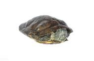 巴西龟冬眠：是否需要放水？