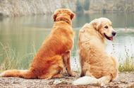 揭秘养狗中的“寿星”品种，陪你更久的忠实伙伴