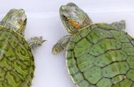 小巴西龟的饲养全攻略：从入门到精通