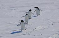南极恩克斯堡岛：阿德利企鹅数量激增之谜