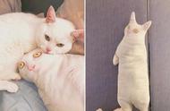 揭秘！猫咪为何独爱抱枕表情包？