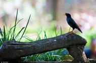 探索八哥鸟的饮食奥秘：它们究竟吃什么？