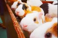 揭秘：荷兰猪在秘鲁为何如此受欢迎？