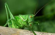 探索绿色蝈蝈的世界：昆虫图集揭秘