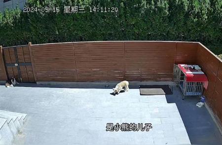 揭秘宠物犬被毒杀真相：廊坊悲剧震动人心