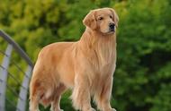 解锁金毛的纯正基因：这些特征你家狗狗也有吗？