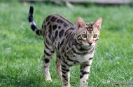 揭秘中国最多野生猫科动物：猫豹合一的传奇生物