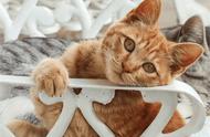 揭秘开放式与封闭式猫砂盆：哪个更适合你家猫咪？