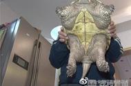 揭秘！市民捕获20斤巴西鳄龟，竟然选择吃掉，专家竟然说吃对了！