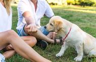 如何有效进行狗狗社会化训练，避免敏感行为？