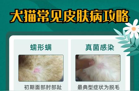 全面解析：犬猫常见皮肤病及应对策略