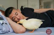 揭秘网红宠物鸭：黑龙江小伙卖鸭背后的故事