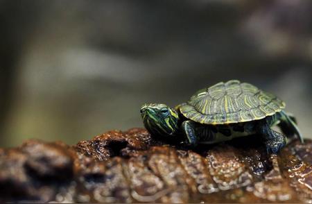 探究巴西龟的潜在问题：为何不推荐养殖
