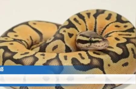 球蟒：宠物蛇的魅力与养护指南